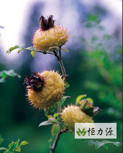 贵州龙里—— 小刺梨，大产业