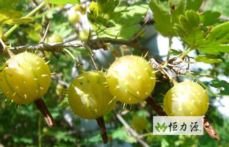 来自于对刺梨这种生态林果的看好 贵州龙里—— 小刺梨,大产业