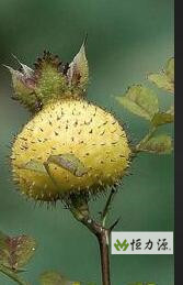 刺梨是云贵高原特有的物种 贵州龙里—— 小刺梨,大产业