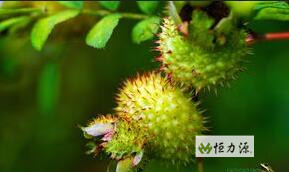 刺梨Fruit of Single Roxburgh Rose 刺梨分布区域