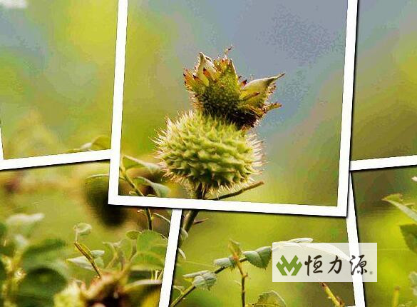 营养价值成熟鲜果肉含维生素 刺梨分布区域