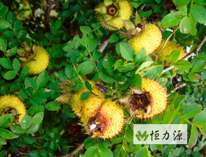 1490241836163046.jpg 刺梨分布区域