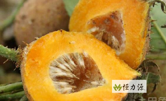 刺梨产地分布 刺梨的产地顾哪里,刺梨产地讲解