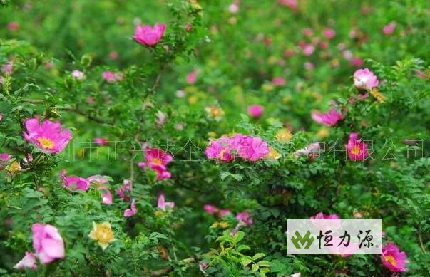 刺梨简介 刺梨的产地顾哪里,刺梨产地讲解