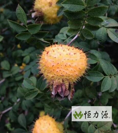 据刺梨专家谢惠民等研究 刺梨功效与作用