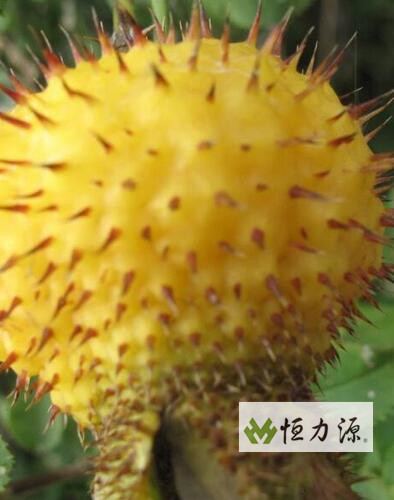 疗脚气病 刺梨功效与作用