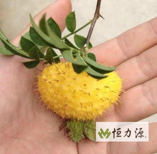 1490249387358988.jpg 健脾助消化解疼痛