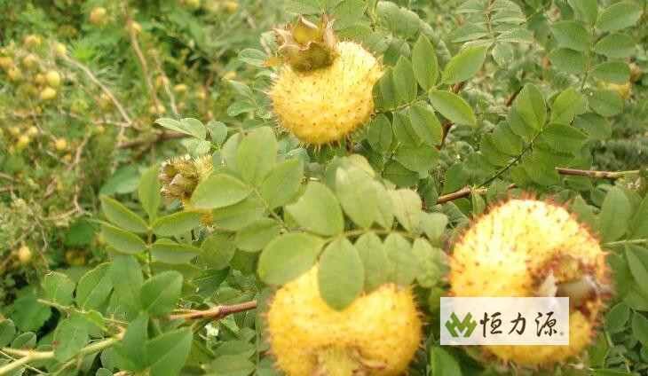 刺梨的功效都有哪些 刺梨功效与作用