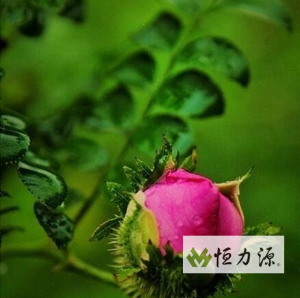 1490344811499371.jpg 刺梨及刺梨的功效健康养生道理
