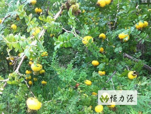 1490345720443084.jpg 刺梨----贵州水土不服之圣果