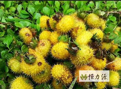 1490345734253584.jpg 刺梨----贵州水土不服之圣果