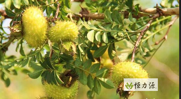 1490345745626946.jpg 刺梨----贵州水土不服之圣果