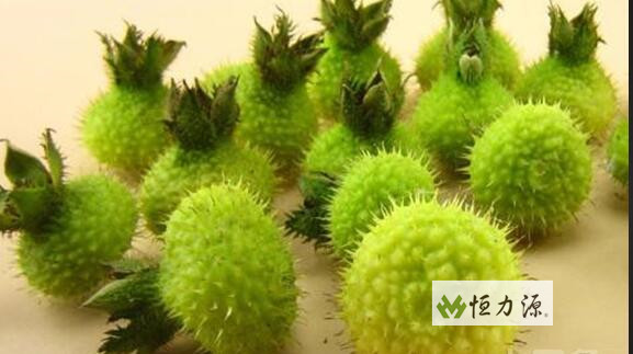 1490345756669375.jpg 刺梨的药用价值很高