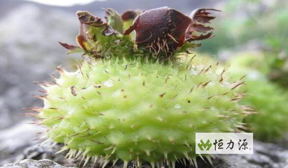 1490345768600339.jpg 成熟的刺梨肉质肥厚