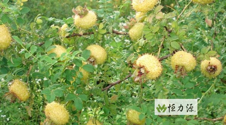 ������ˮ�ȵĹ�Ч�����