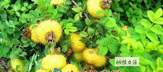 �����ܹ��ܺõİ�����ﵽ���Ч��