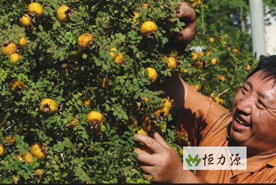 ʲô��Ұ���棿