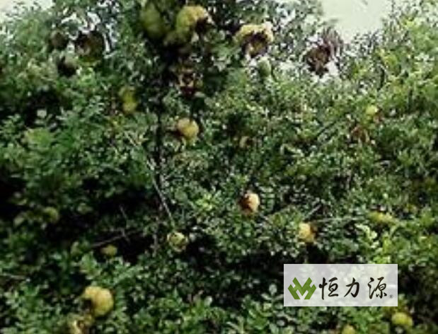 �����к���ά�����彡���������һ���л�������