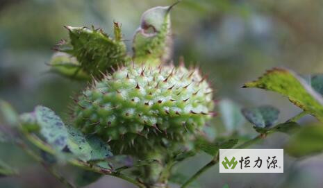 ������桪��ȫ���˹���ֲ�����ģ���