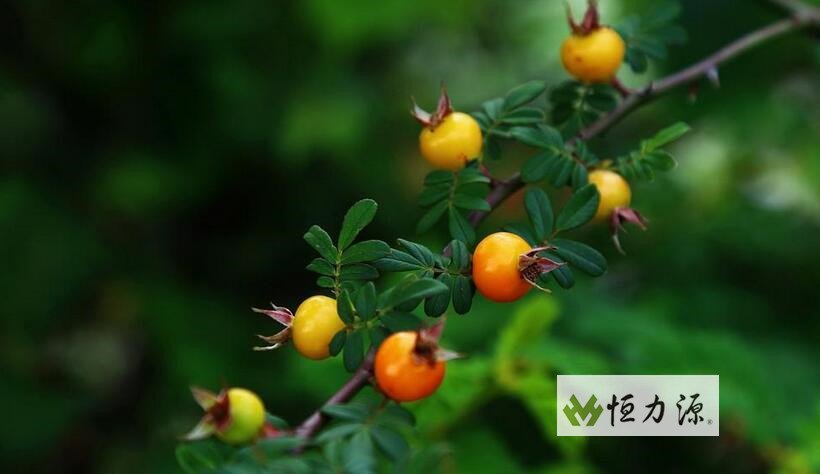 1490597998601427.jpg 刺梨种植工作推进情况督查的反馈