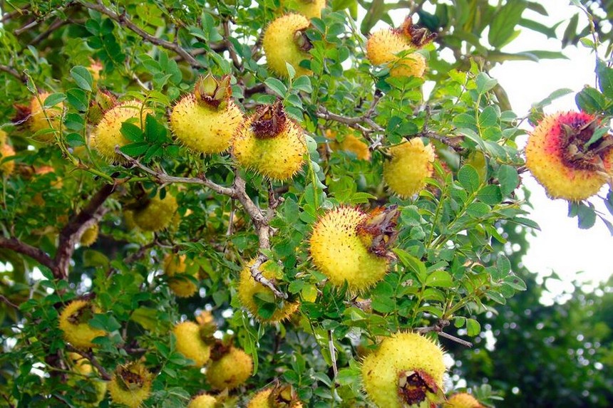 �������Ѵ�ԭ֭���ϵ���Ҫ�ص�