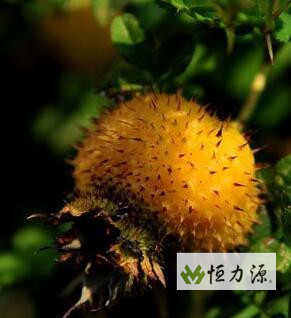 ​Ұ������ȡ�����