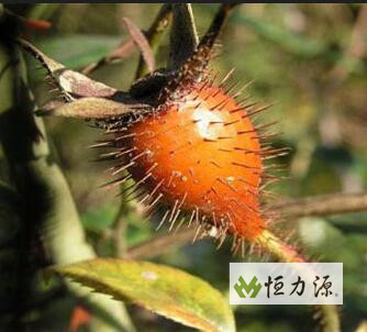 ���Ҵ������