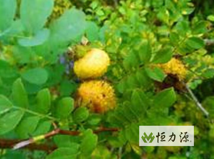 1490689342242134.jpg 刺梨提取物介绍