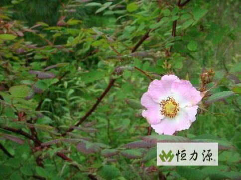 贵州农学院吴立夫 刺梨总酚与人体的关系