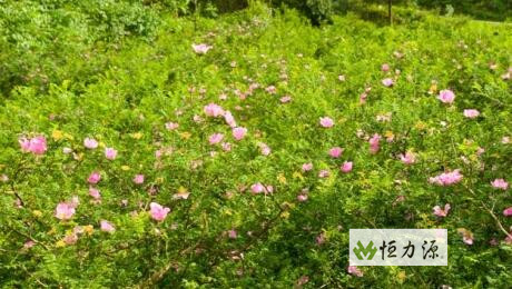 刺梨汁能有效地阻断体内源性合成的致癌物质N 刺梨总酚与人体的关系