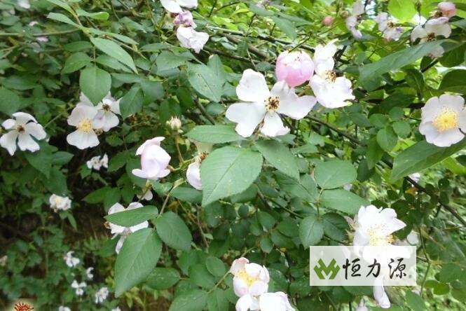1490771672212534.jpg QQ截图20170321111432.jpg