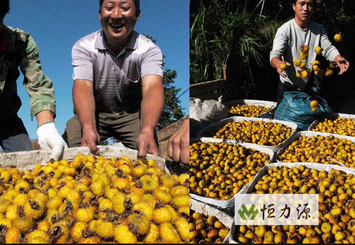 ����ȫ�����Ǳ������˴�����⣬����֦��Ҳ�������ü�Ǯ