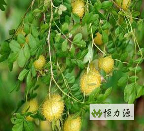 ���Ǵ̵�Ұζ��--�㳢��������Ҫ�����Ŀ�������