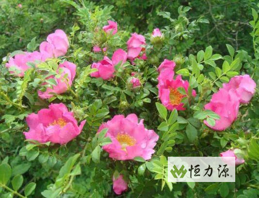 Ұ����Ĺ�Ч�����ý���