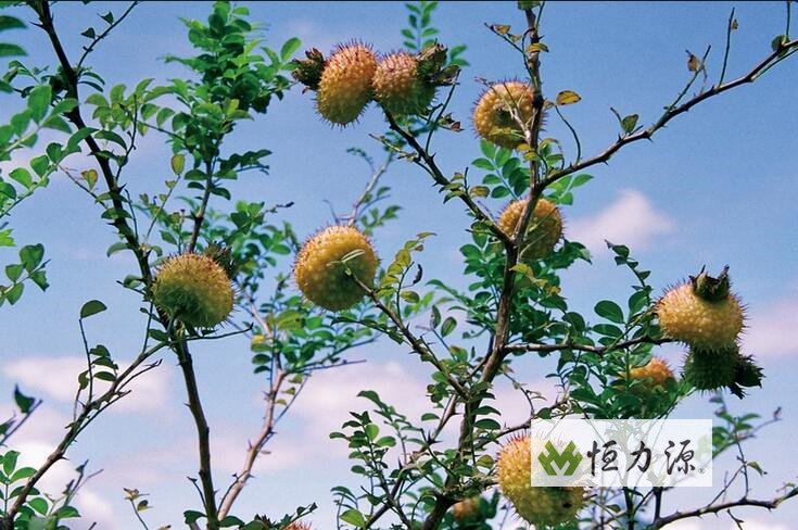 ����֭������������