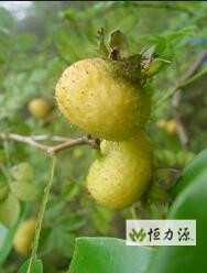 1490927691678873.jpg 刺梨汁中游离态和键合态香气活性成分分析