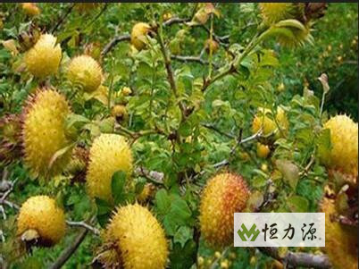 ����֭������̬��O-���ռ���̬�����������ʷֱ�