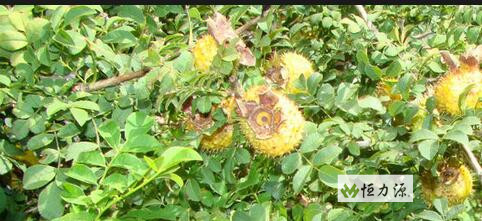 ​刺梨总三萜为该植物的主要活性成分
