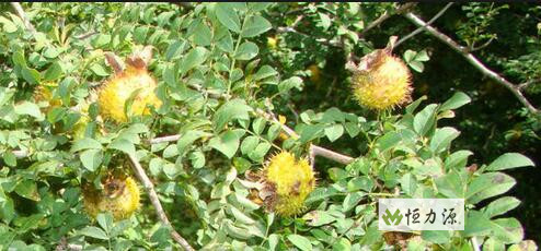 ​����������Ϊ��ֲ�����Ҫ���Գɷ�g