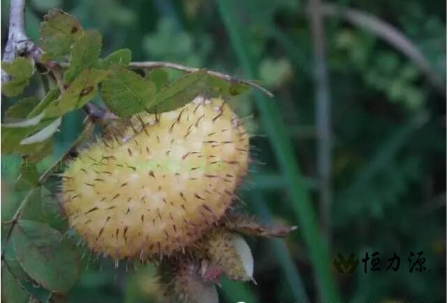 ����㷺�ֲ���ů�´������ȴ�����