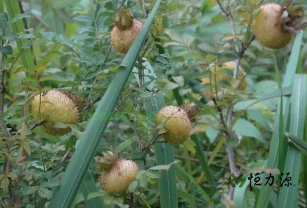 ����㷺�ֲ���ů�´������ȴ�����