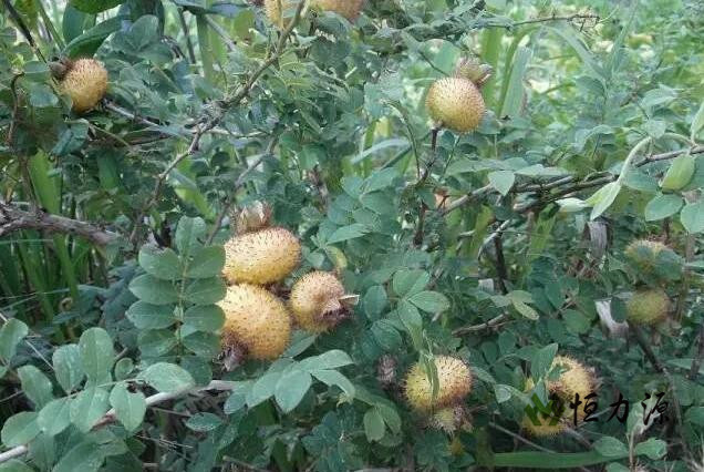 ����㷺�ֲ���ů�´������ȴ�����