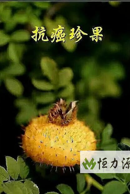 1490946154310787.jpg 刺梨作为药食两用植物正逐渐被人们广泛关注