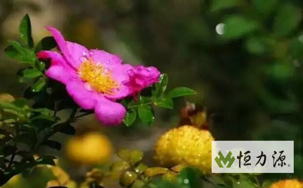 1490946164368584.jpg 刺梨作为药食两用植物正逐渐被人们广泛关注