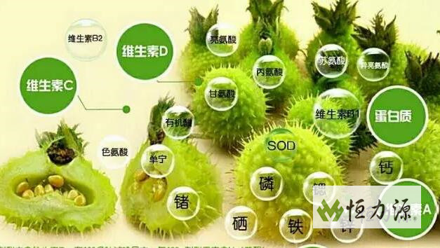 1490946208461809.jpg 刺梨作为药食两用植物正逐渐被人们广泛关注