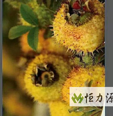 1490946220727113.jpg 刺梨作为药食两用植物正逐渐被人们广泛关注