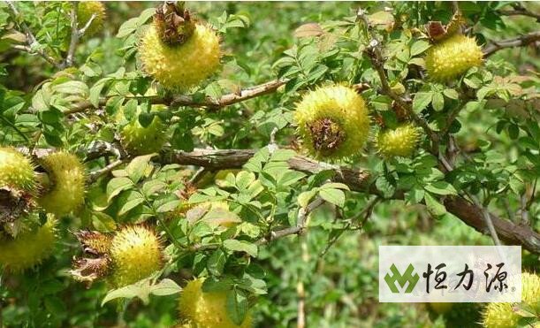 1490948889598554.jpg 对刺梨种子的挥发性组分进行检测