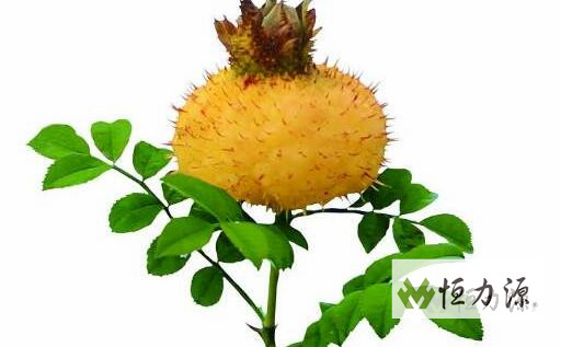 1490950238880172.jpg 刺梨多糖对动物免疫功能的影响