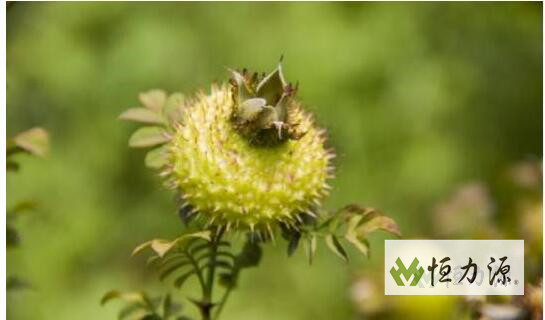 1490950258796908.jpg QQ截图20170323132007.jpg