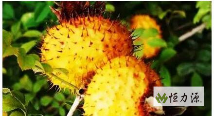 ����Է����������߹��ܵ�Ӱ��